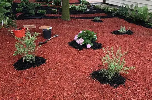 Landscaping with red mulch plant bed and flowers in Carroll, IA.