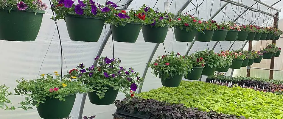Garden center greenhouse with hanging plants and flowers in Denison, IA.