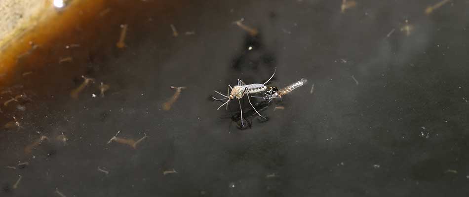 Mosquito on stagnant water in Harlan, IA.